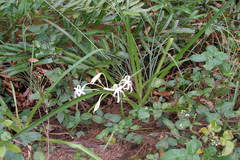 Crinum viviparum
